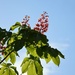 chestnut's bloom by parisouailleurs