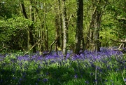 30th Apr 2015 - the bluebell wood 