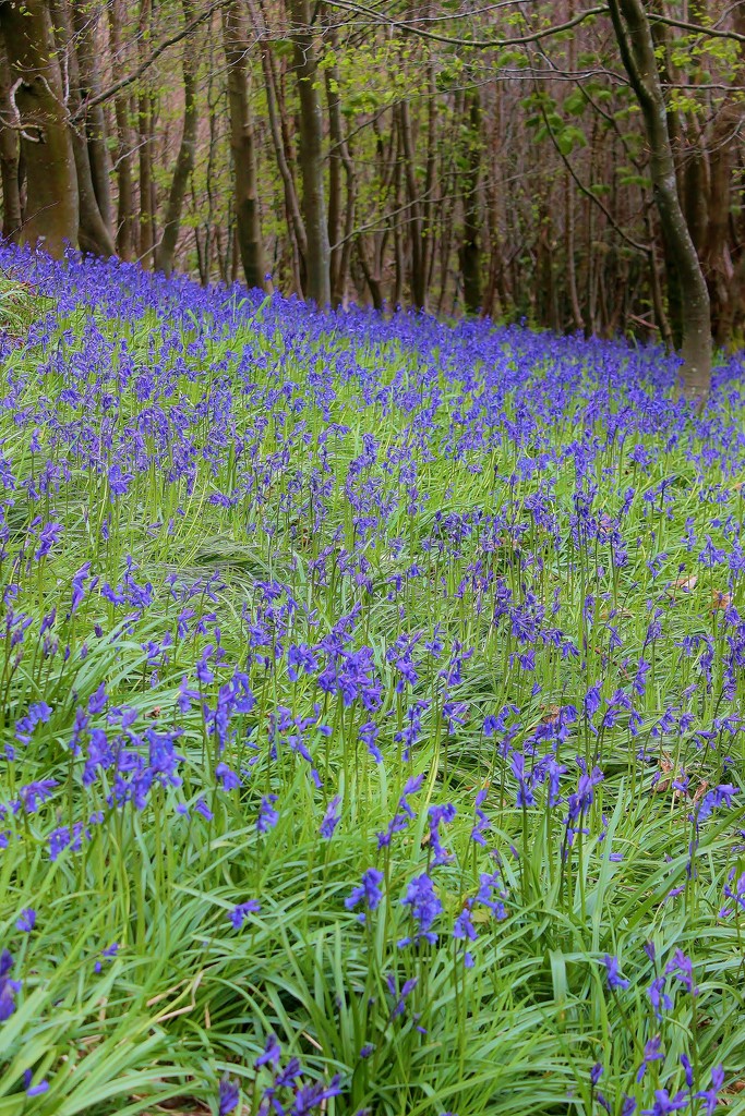 Bluebell Wood .... (For Me) by motherjane
