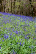 29th Apr 2015 - Bluebell Wood .... (For Me)