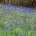 Bluebell Wood .... (For Me) by motherjane