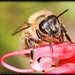 Bee still by flyrobin