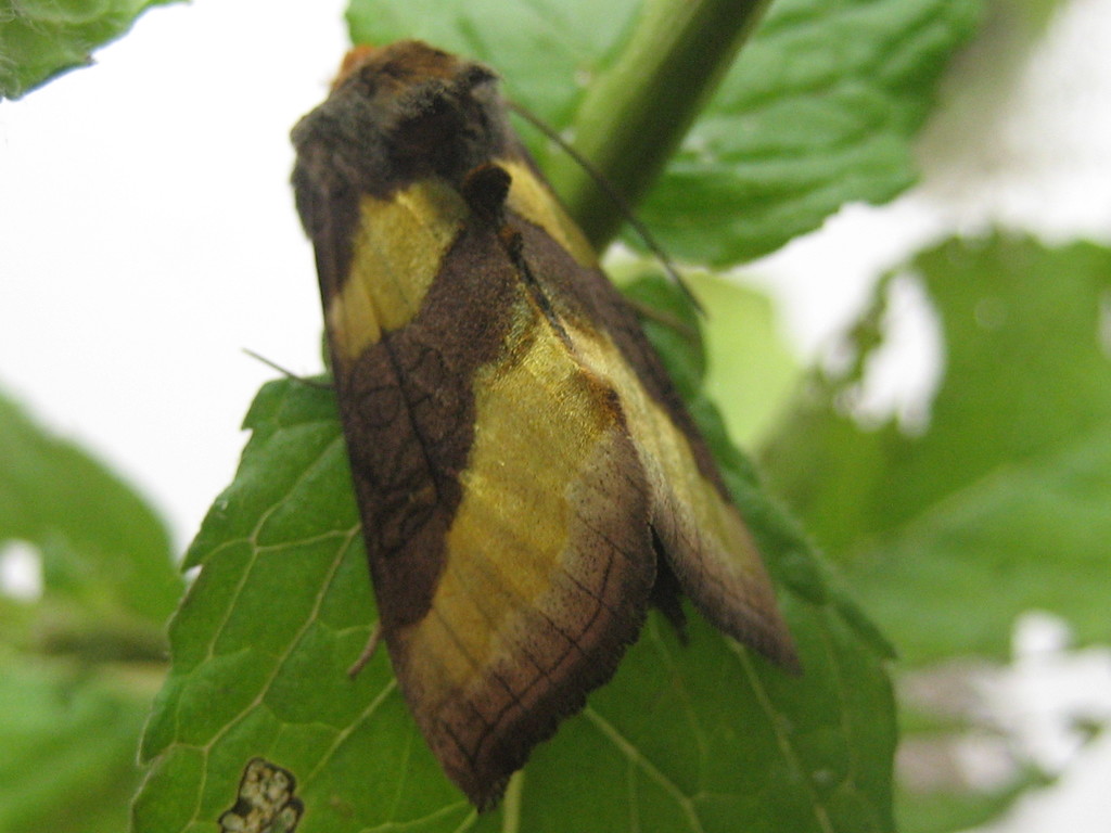Burnished Brass by steveandkerry