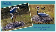 30th Apr 2015 - Nesting Sandhill Crane