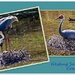 Nesting Sandhill Crane by carolmw