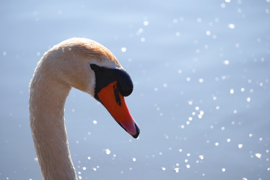 Swan by newbank