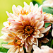  Chrysanthemum by elisasaeter