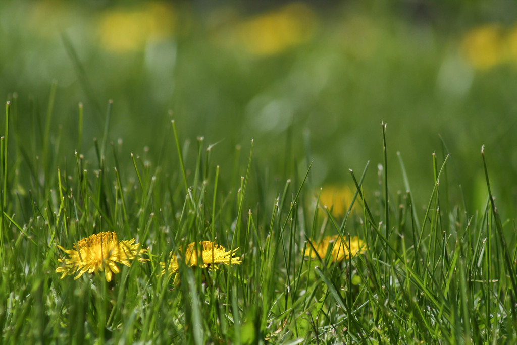 Dandelions in the grass by mittens