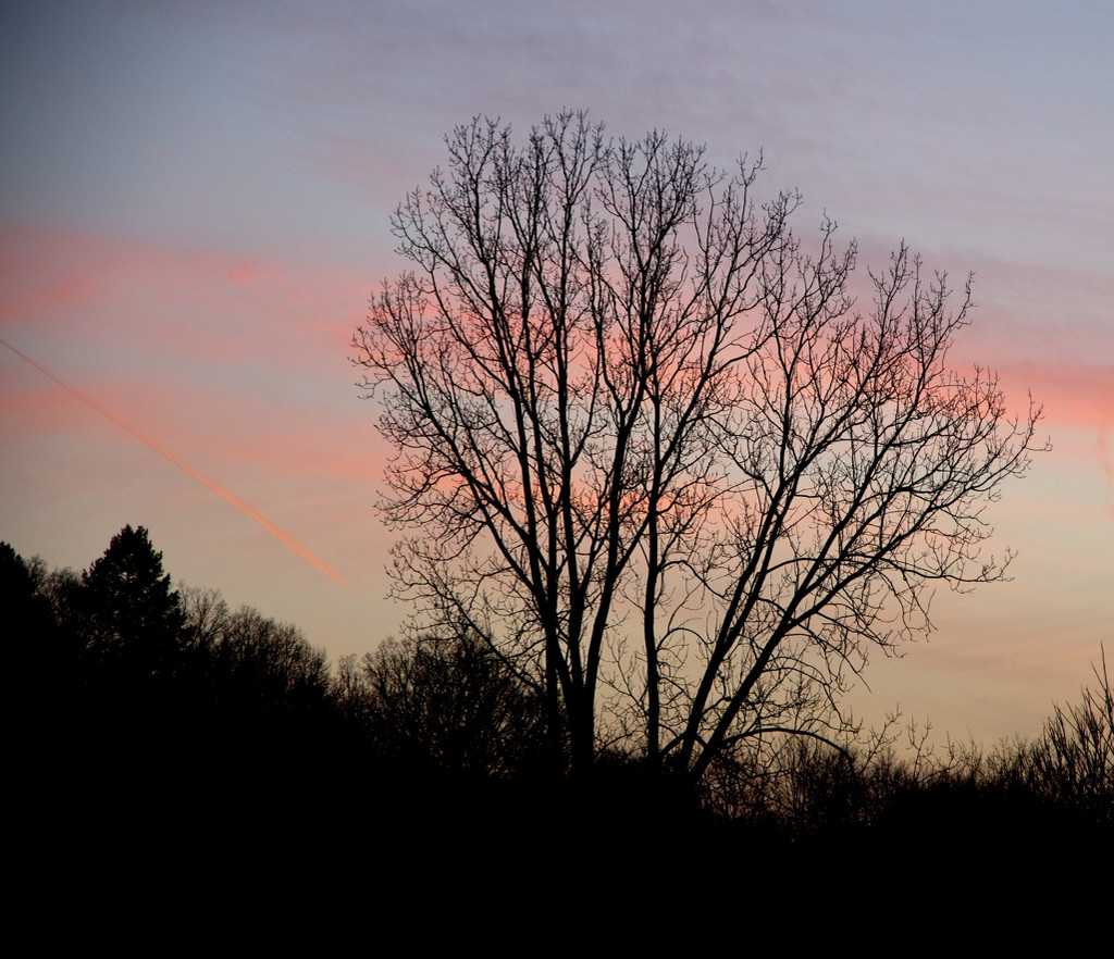 Sunset and empty tree by houser934