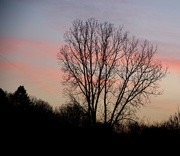 3rd Apr 2015 - Sunset and empty tree