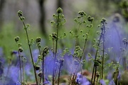 30th Apr 2015 - Bluebell Ghosts ...... (Odds and Sods)