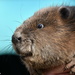 Mr Beaver by rosiekind