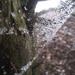 iced web by steveandkerry