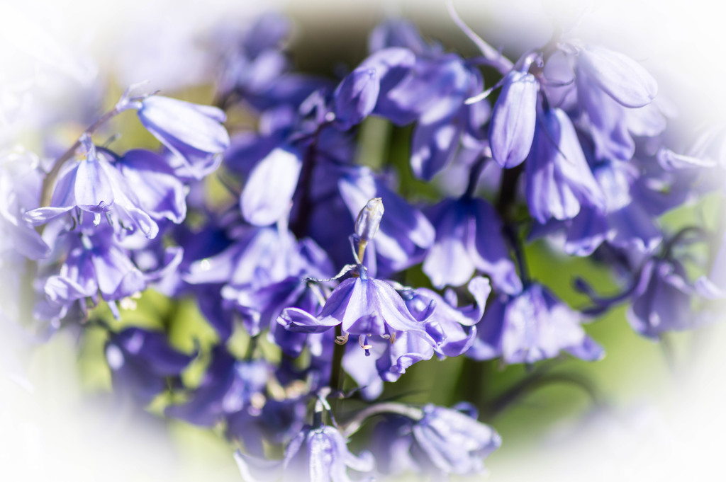 More bluebells by susie1205