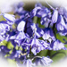 More bluebells by susie1205
