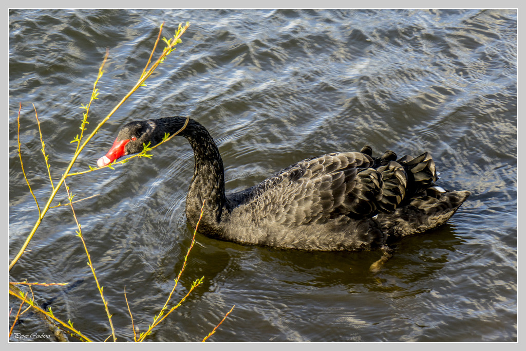 Black Swan by pcoulson