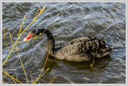 30th Apr 2015 - Black Swan