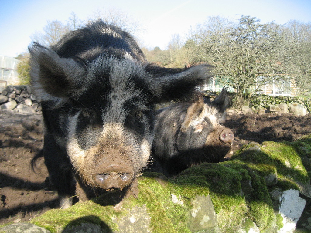 Pig mates by steveandkerry