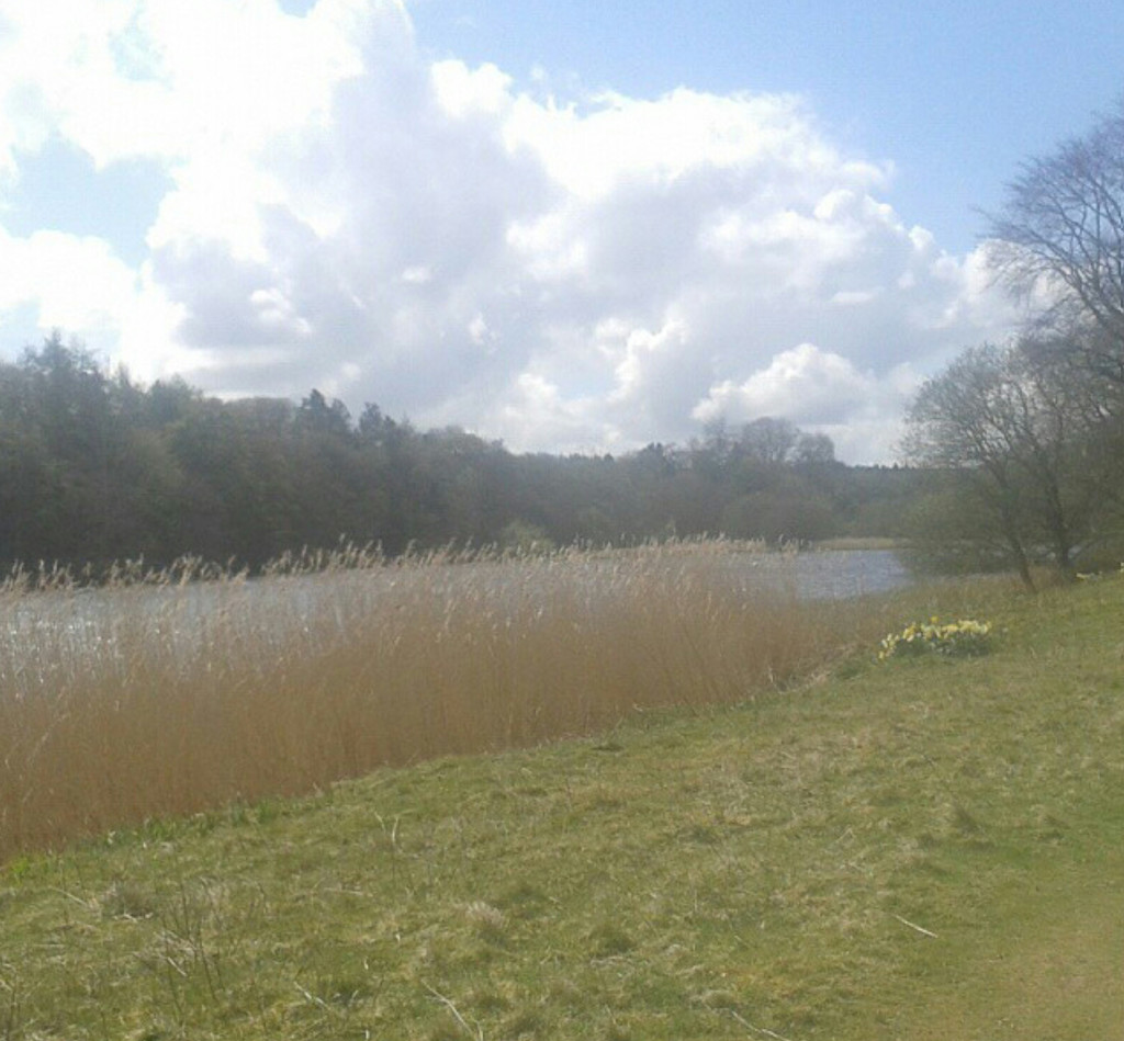 Grasses and daffodils by the lake. by sarah19