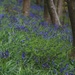 Bluebell wood by callymazoo