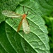 Orange Cranefly  (Limonia phragmitidis) by julienne1