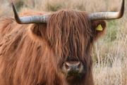 30th Apr 2015 - a grumpy highland cow