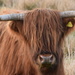 a grumpy highland cow by christophercox