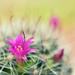 Pink Cactus Flower by mhei