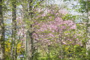 30th Apr 2015 - Spring Colours