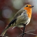 My First 365 Robin by phil_howcroft