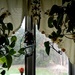 The Window by jo38