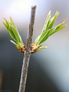 29th Mar 2015 - Lilac buds