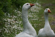 1st May 2015 - Mother Goose -  and accomplice