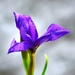 Iris by congaree