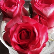 1st Oct 2011 - Roses