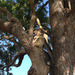 Stumpy by koalagardens