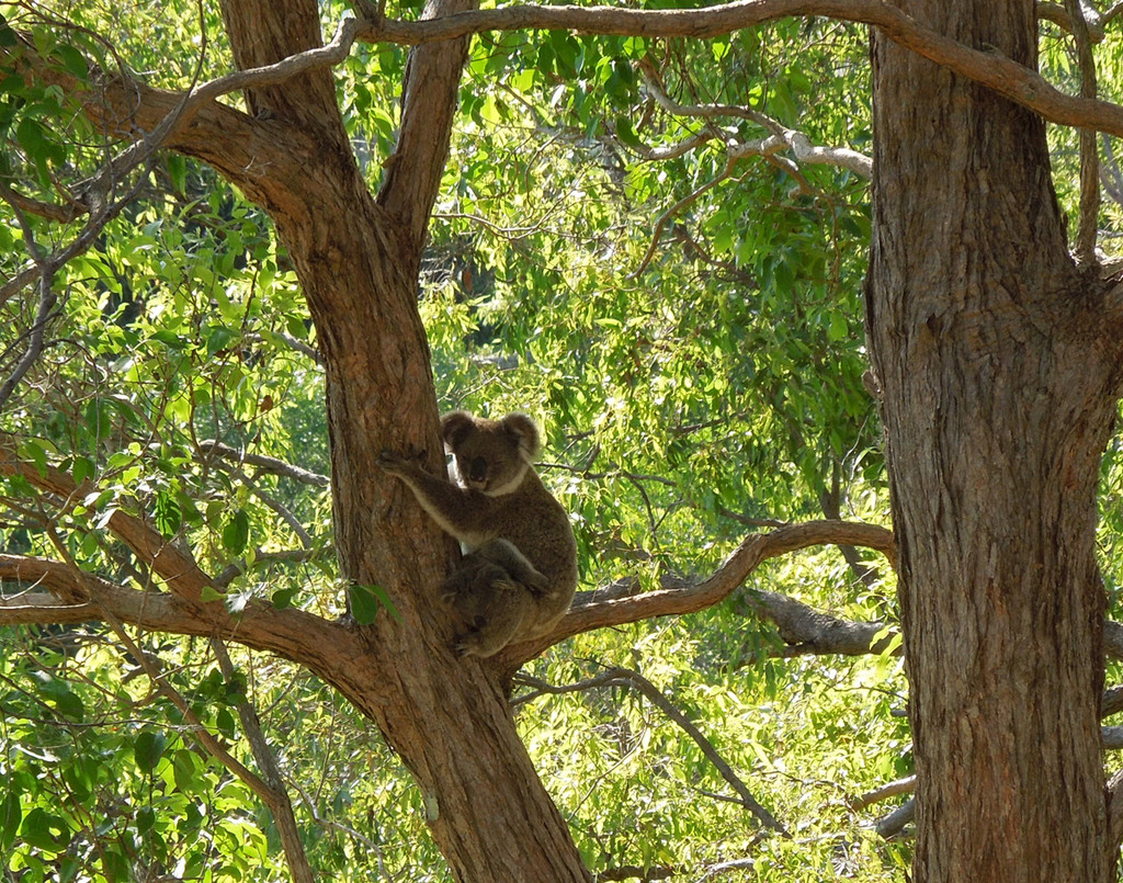 Babysitting by koalagardens