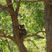 Babysitting by koalagardens