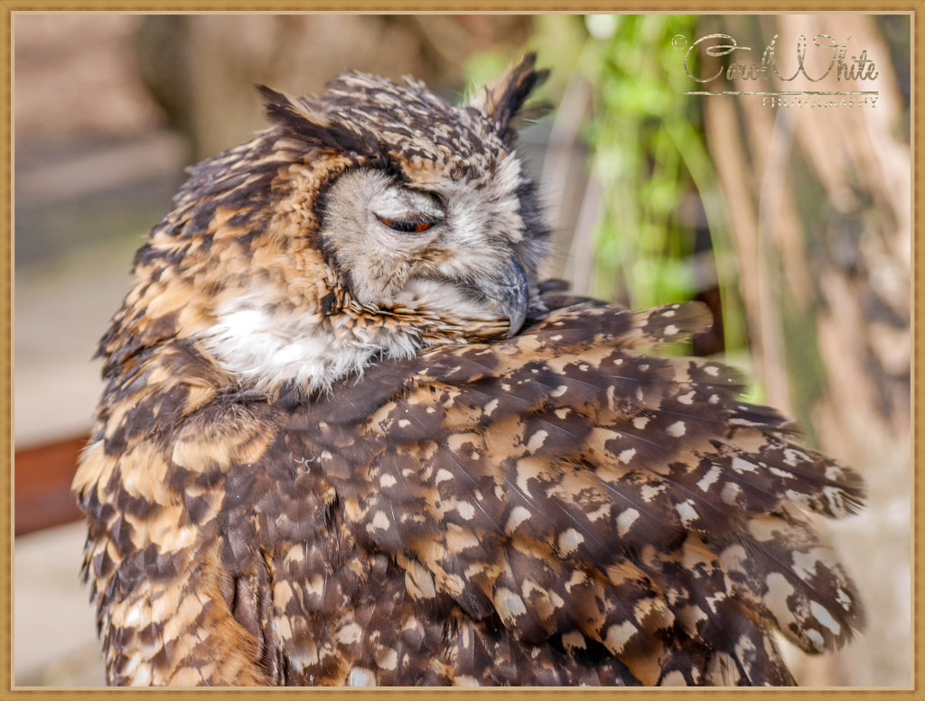 Mackinder Eagle Owl by carolmw
