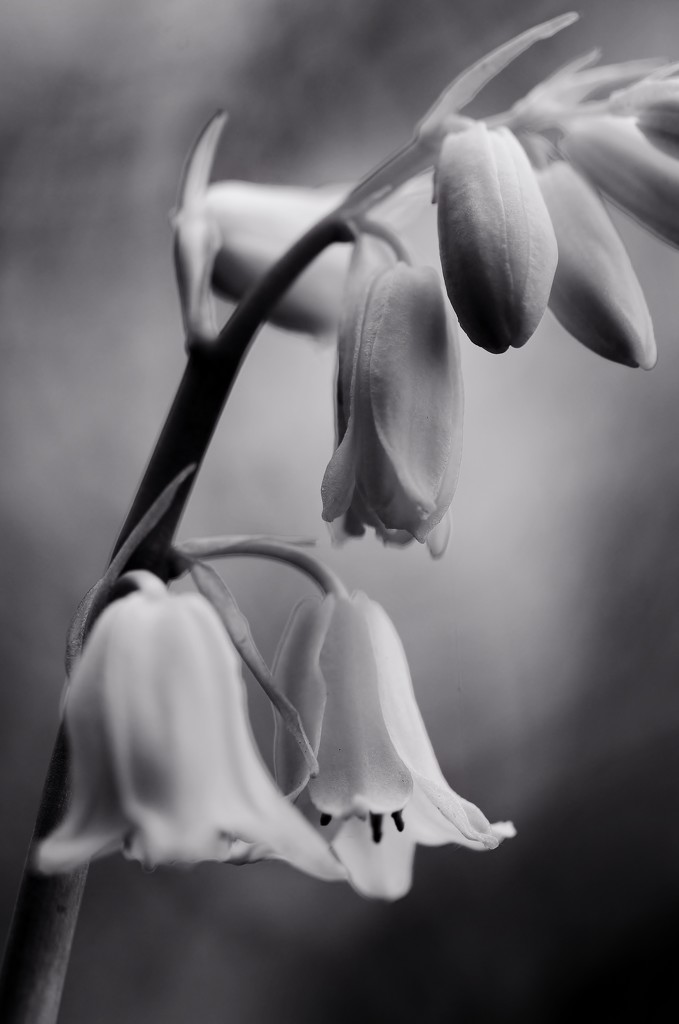 White Bluebells In Black And White? by motherjane