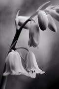 21st Apr 2015 - White Bluebells In Black And White?