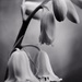 White Bluebells In Black And White? by motherjane