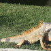 Iguana  by bruni