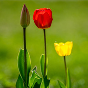 1st May 2015 - Tulips +