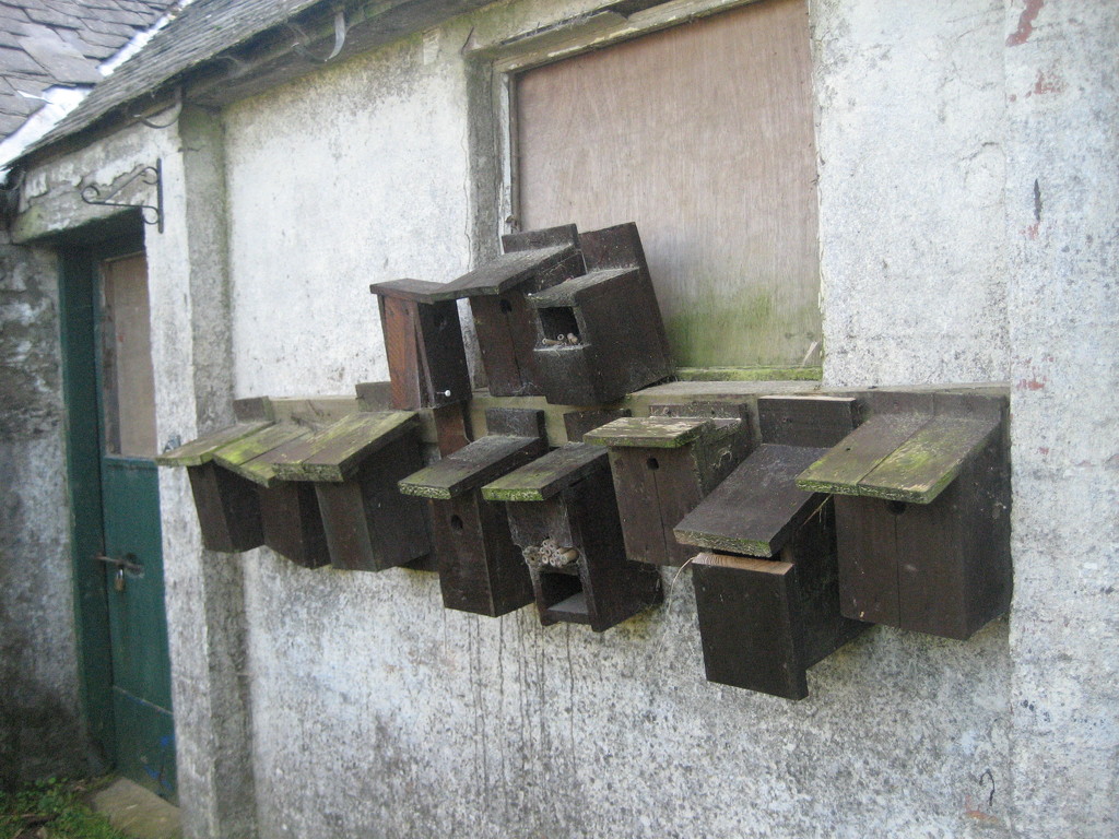 Collection of bird boxes by steveandkerry
