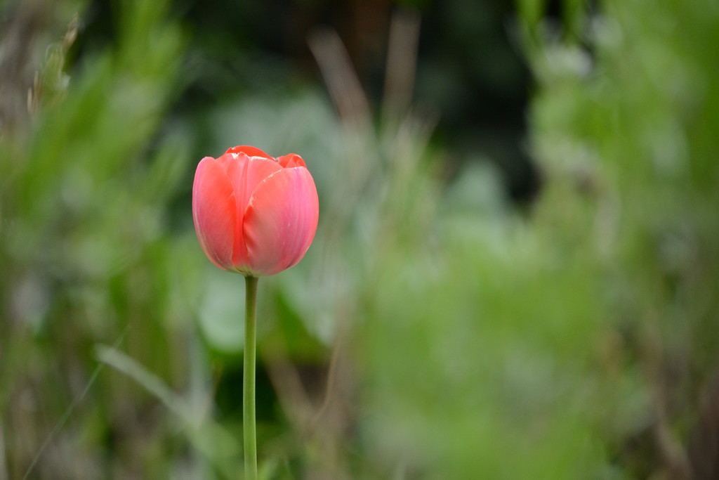 Single Tulip by richardcreese