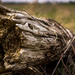 Just a log by tracymeurs