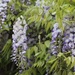 1 May 2015 Wisteria sinensis, best it's ever been! by lavenderhouse