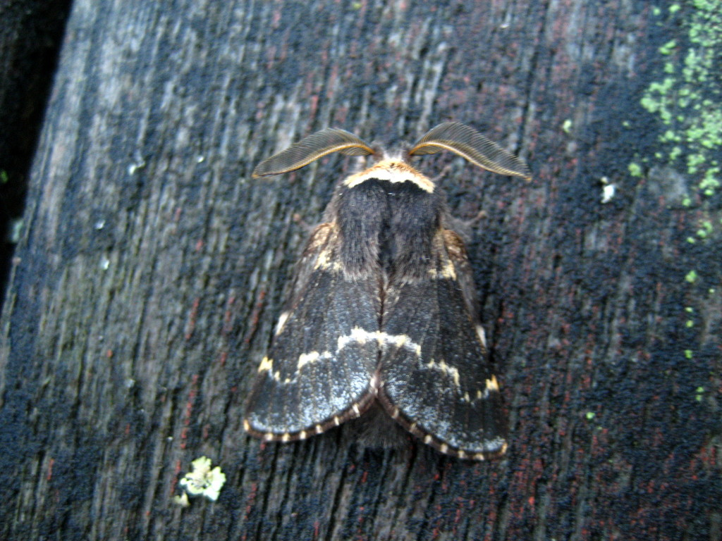 December moth by steveandkerry