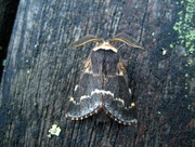 8th Mar 2013 - December moth